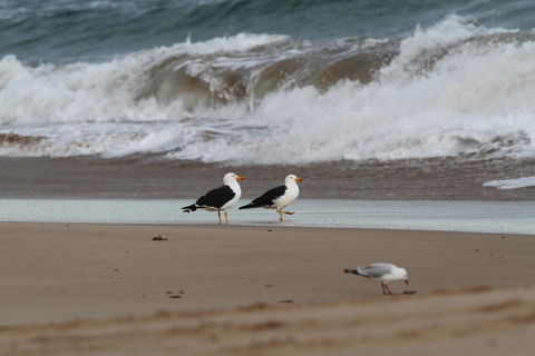 GALWAY COTTAGE - Tourism Hervey Bay 1
