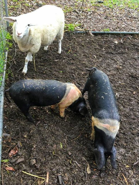 Geelong Tiny House - Tourism Hervey Bay 3