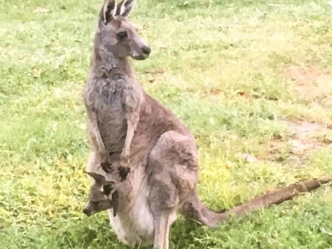 Geelong Tiny House - Tourism Hervey Bay 1
