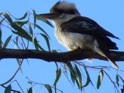 Golfers Retreat Motel - Hervey Bay Accommodation 2