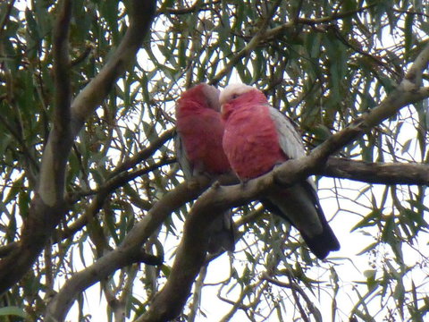 Golfers Retreat Motel - Hervey Bay Accommodation 3