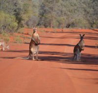Gundabooka National Park Cottages - Hervey Bay Accommodation