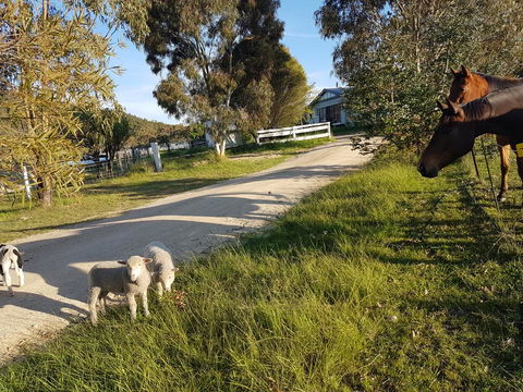 Happy Pig Farm - Hervey Bay Accommodation 1