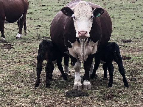 Jackaleah Farm Stay - Hervey Bay Accommodation 3