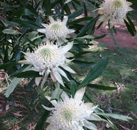 Lyrebird Gully Retreat - Hervey Bay Accommodation