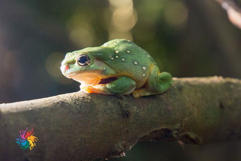 Maleny Wildlife Holiday House - Tourism Hervey Bay 2