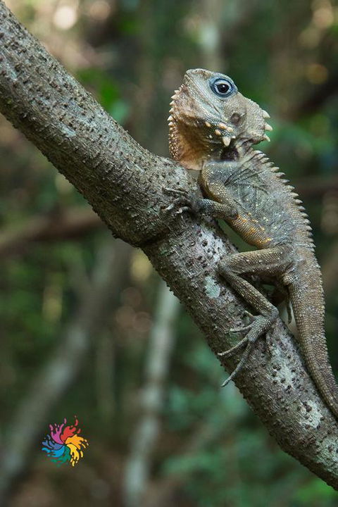 Maleny Wildlife Holiday House - Tourism Hervey Bay 3
