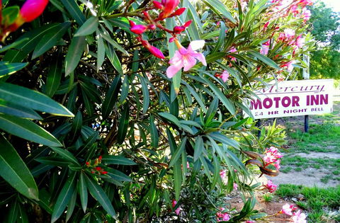 Mercury Motor Inn - Hervey Bay Accommodation 0
