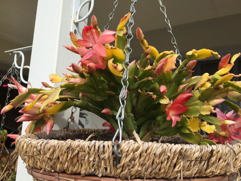 Lakeside Views - Hervey Bay Accommodation 13