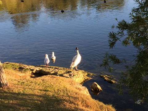 Lakeside Views - Hervey Bay Accommodation 19