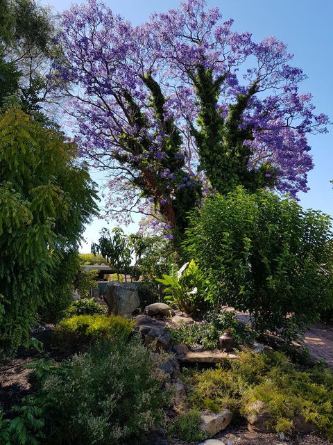 Jacaranda Hideaway Bed & Breakfast - Tourism Hervey Bay 10