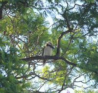 Jacaranda Hideaway Bed  Breakfast - Tourism Hervey Bay