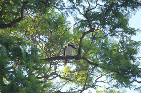 Jacaranda Hideaway Bed & Breakfast - Tourism Hervey Bay 0