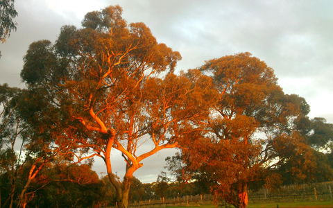 Hotham Ridge Estate - Tourism Hervey Bay 35