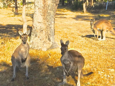 Sandpiper Retreat - Hervey Bay Accommodation 37