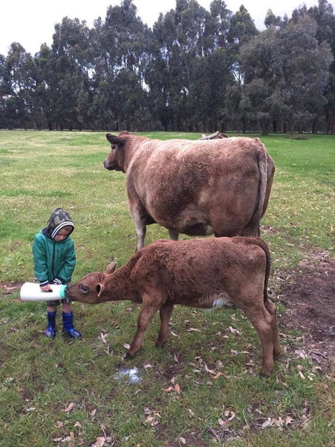 Turner Brook Chalet - Hervey Bay Accommodation 4