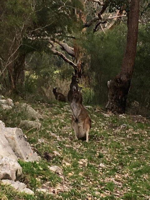 Kangaroo Valley Cottage - Tourism Hervey Bay 17