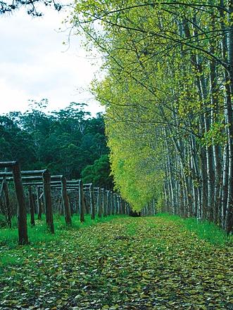 Hawke Brook Chalets - Hervey Bay Accommodation 12