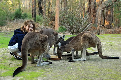 Yelverton Brook Conservation Sanctuary - Tourism Hervey Bay 5