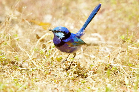 Yelverton Brook Conservation Sanctuary - Tourism Hervey Bay 23