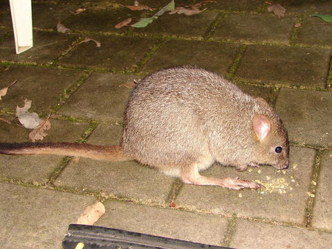 Yelverton Brook Conservation Sanctuary - Tourism Hervey Bay 37