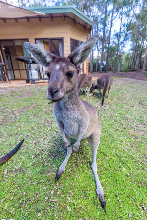 Yelverton Brook Conservation Sanctuary - Tourism Hervey Bay 0