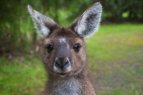 Yelverton Brook Conservation Sanctuary - Tourism Hervey Bay 25