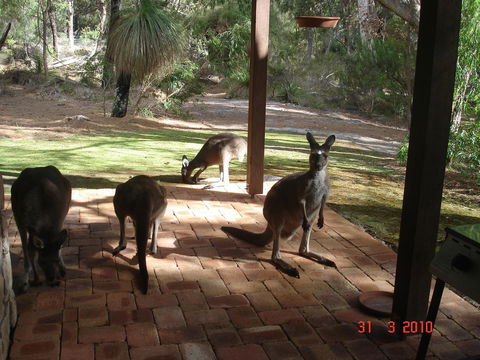 Yelverton Brook Conservation Sanctuary - Tourism Hervey Bay 22