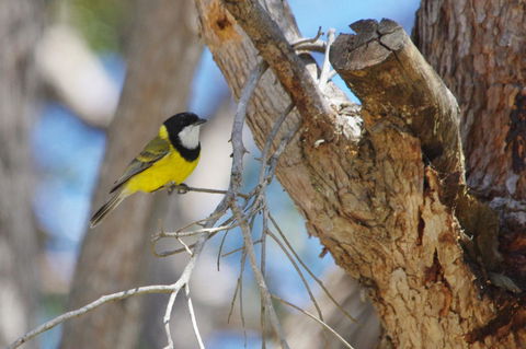 Yelverton Brook Conservation Sanctuary - Tourism Hervey Bay 35