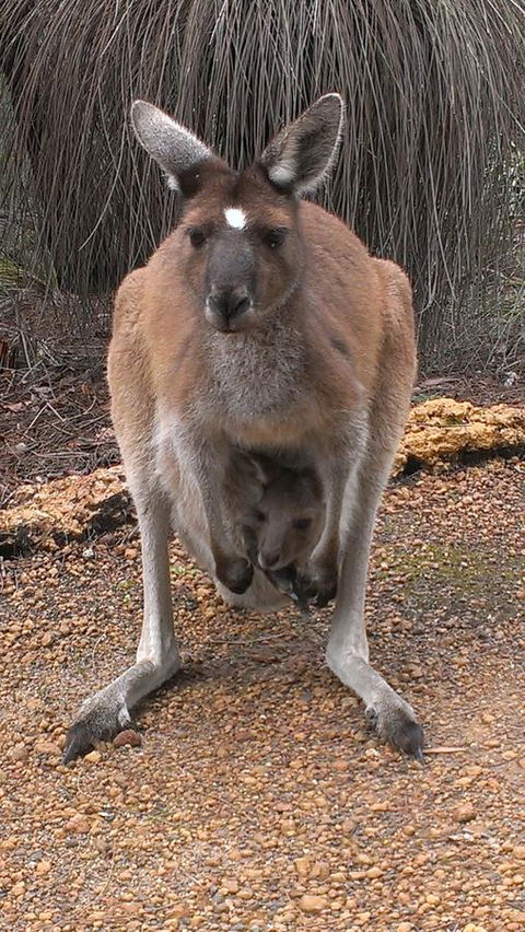 Yelverton Brook Conservation Sanctuary - Tourism Hervey Bay 27