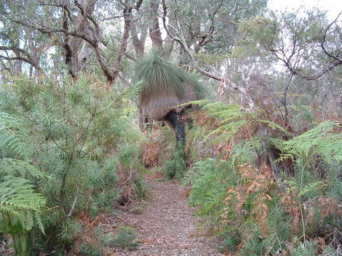 Yelverton Brook Conservation Sanctuary - Tourism Hervey Bay 41