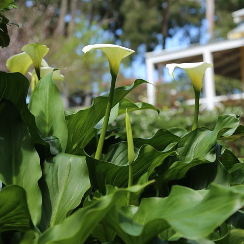 Two Sisters Chalets - Hervey Bay Accommodation 32