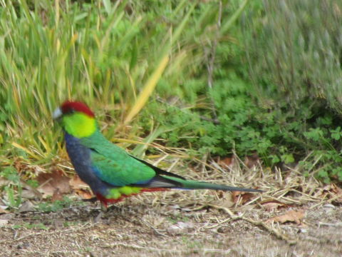 Di's Cabin In Dwellingup - Hervey Bay Accommodation 26