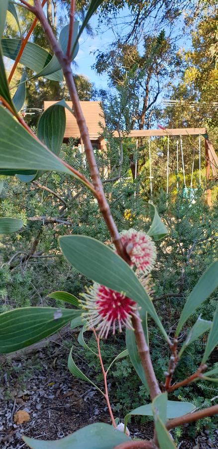 Di's Cabin In Dwellingup - Hervey Bay Accommodation 4
