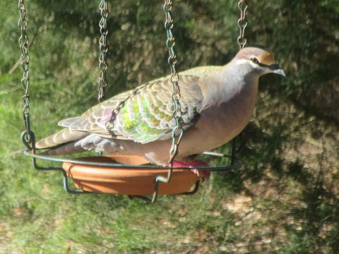 Di's Cabin In Dwellingup - Hervey Bay Accommodation 25
