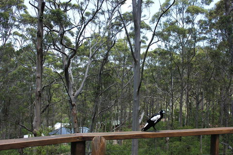 Ark Of Denmark - Tourism Hervey Bay 11