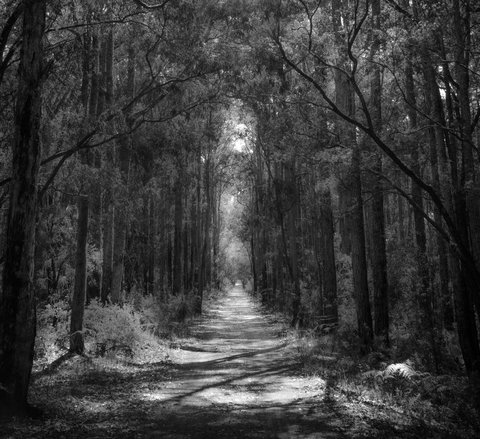 Indoyo Retreat - Hervey Bay Accommodation 40