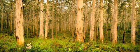 Indoyo Retreat - Hervey Bay Accommodation 34