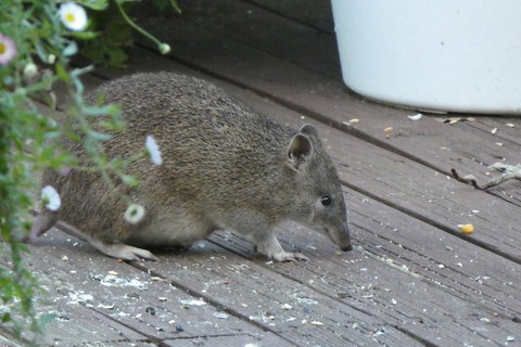 Treetops Cottage - Hervey Bay Accommodation 3