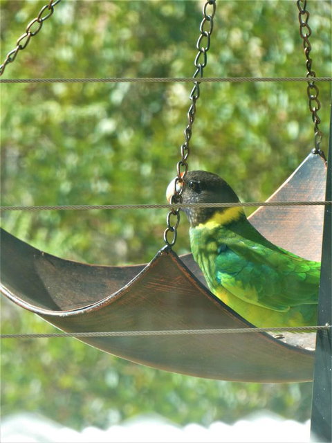 Treetops Cottage - Hervey Bay Accommodation 29