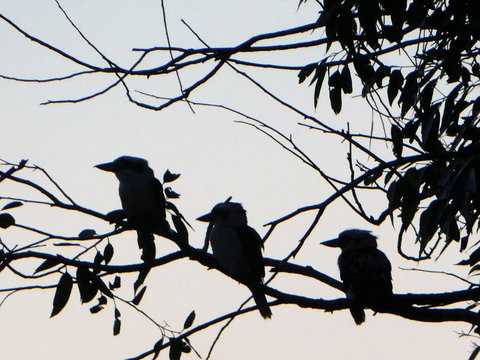 Treetops Cottage - Hervey Bay Accommodation 31