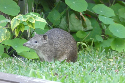 Treetops Cottage - Hervey Bay Accommodation 25