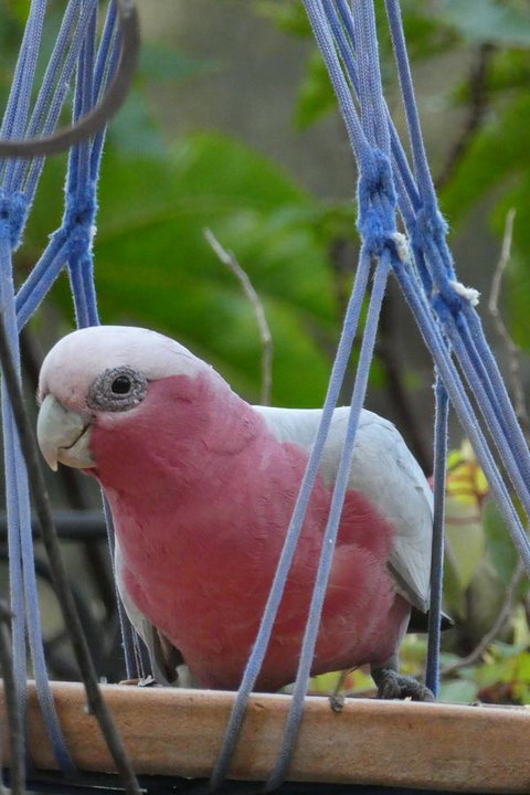 Treetops Cottage - Hervey Bay Accommodation 23