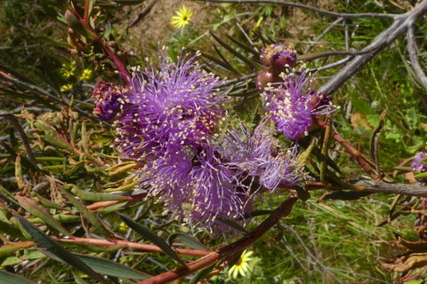 Treetops Cottage - Hervey Bay Accommodation 33