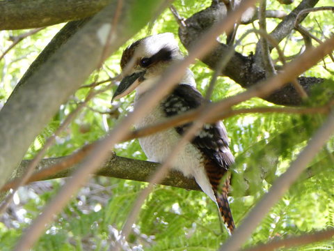 Treetops Cottage - Hervey Bay Accommodation 32