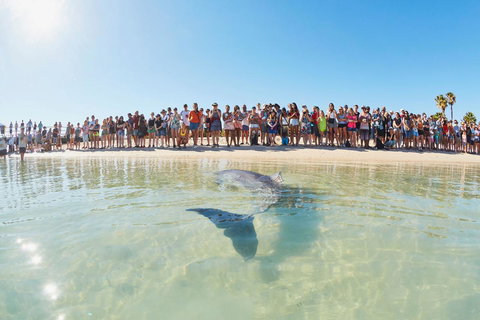 RAC Monkey Mia Dolphin Resort - Hervey Bay Accommodation 3