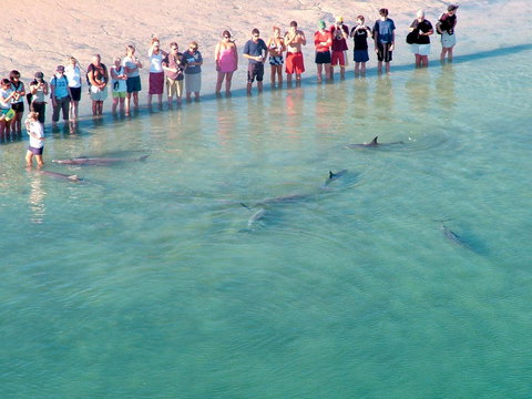 RAC Monkey Mia Dolphin Resort - Hervey Bay Accommodation 4