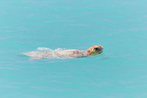 RAC Monkey Mia Dolphin Resort - Hervey Bay Accommodation 20