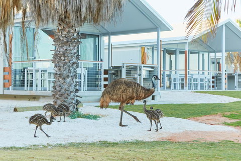 RAC Monkey Mia Dolphin Resort - Hervey Bay Accommodation 15