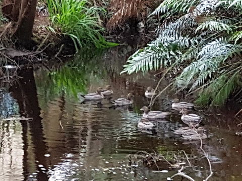 Strahan Retreat Holiday Park - Hervey Bay Accommodation 24